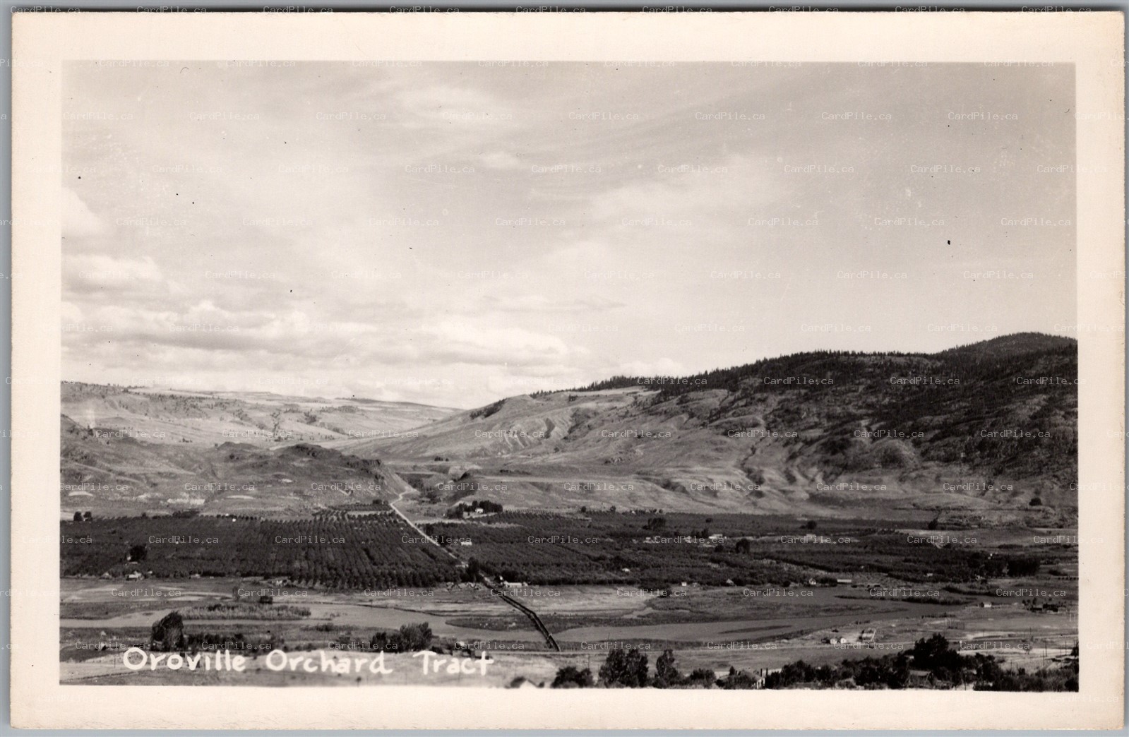 Postcard RPPC Oroville Washington Orchard Tract Scenic View Okanogan County