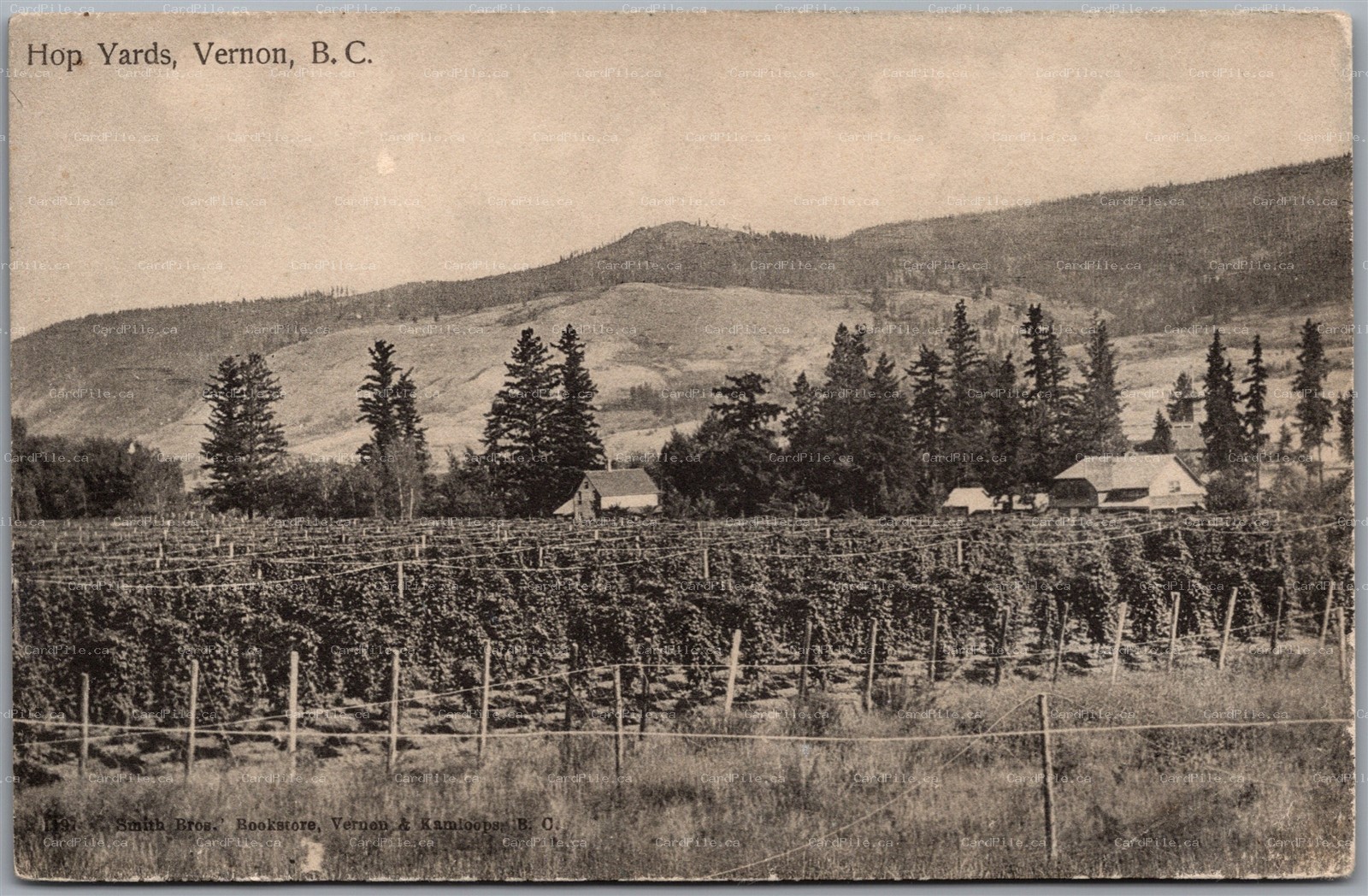Postcard Vernon British Columbia c1910s Hop Yards Scenic View *as is*