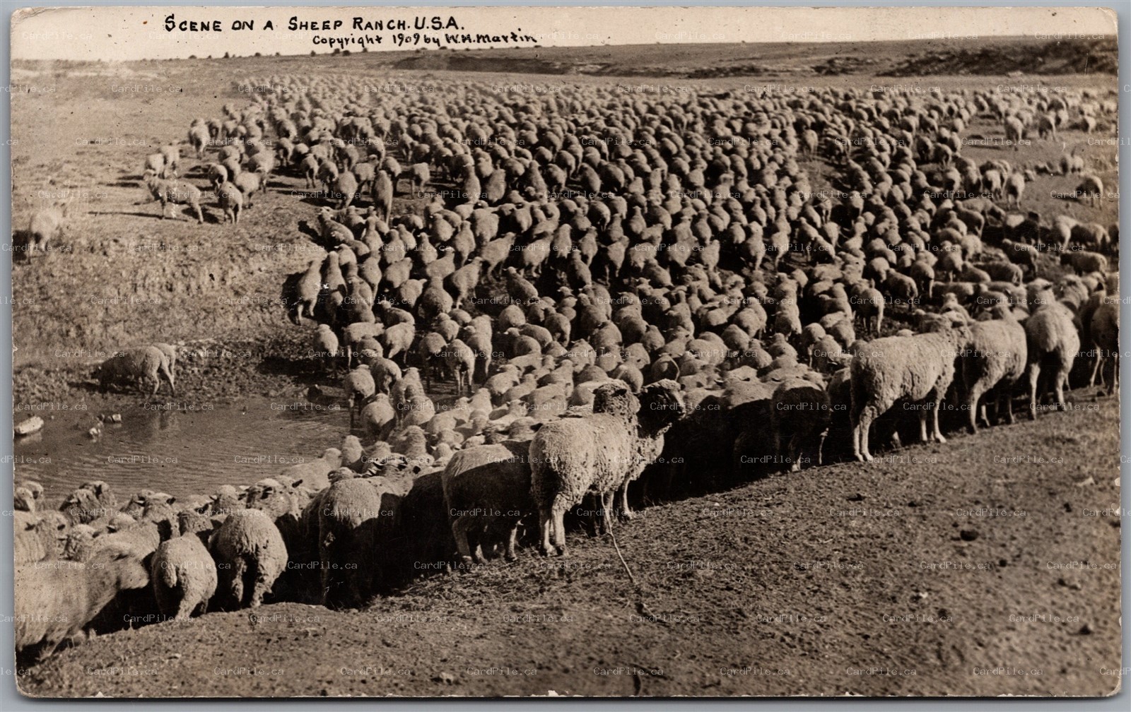 Postcard RPPC c1909 Scene On A Sheep Ranch USA by W. M. Martin