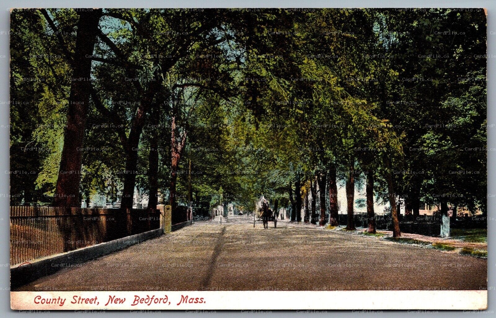 Postcard New Bedford MA c1920s County Street Horse Carriage 