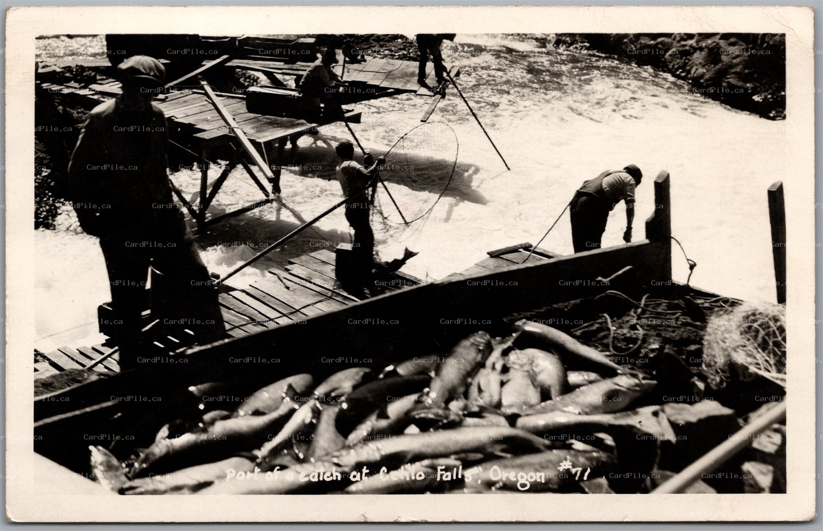 Postcard RPPC c1030s Celilo Falls Oregon Men Fishing Part of a Catch Salmon