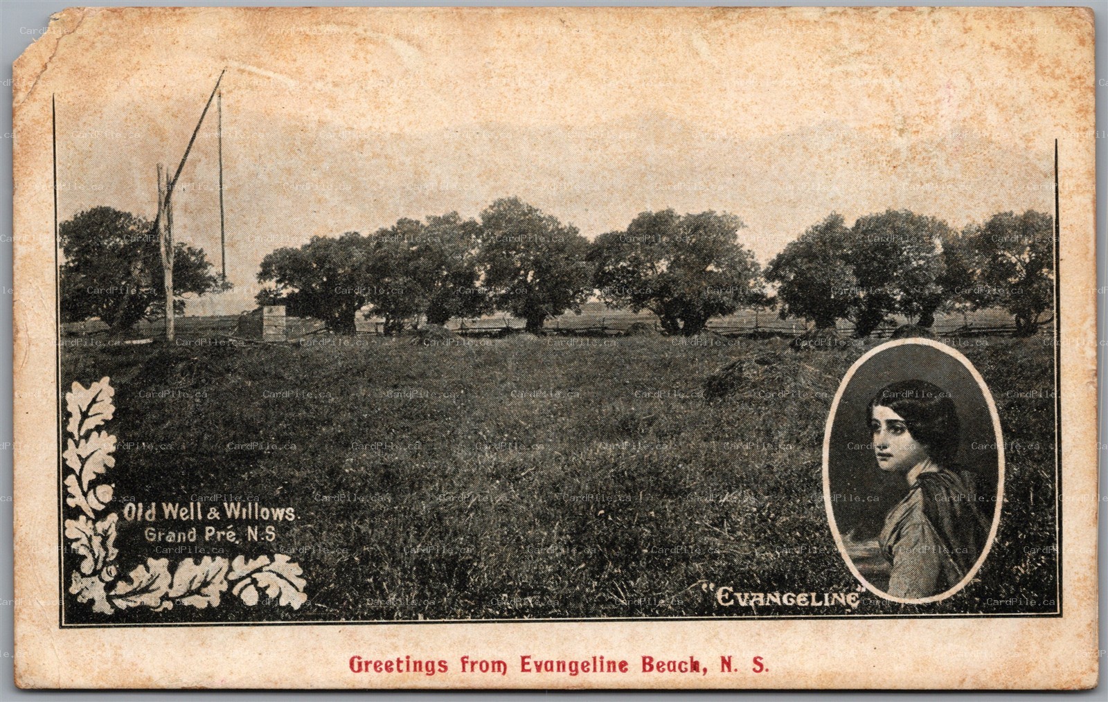 Postcard Greetings from Evangeline Beach Nova Scotia Old Well Willows Grand Pre