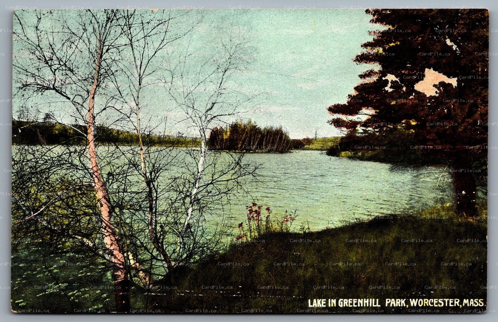 Postcard Worcester MA c1909 Lake in Greenhill Park Lake View
