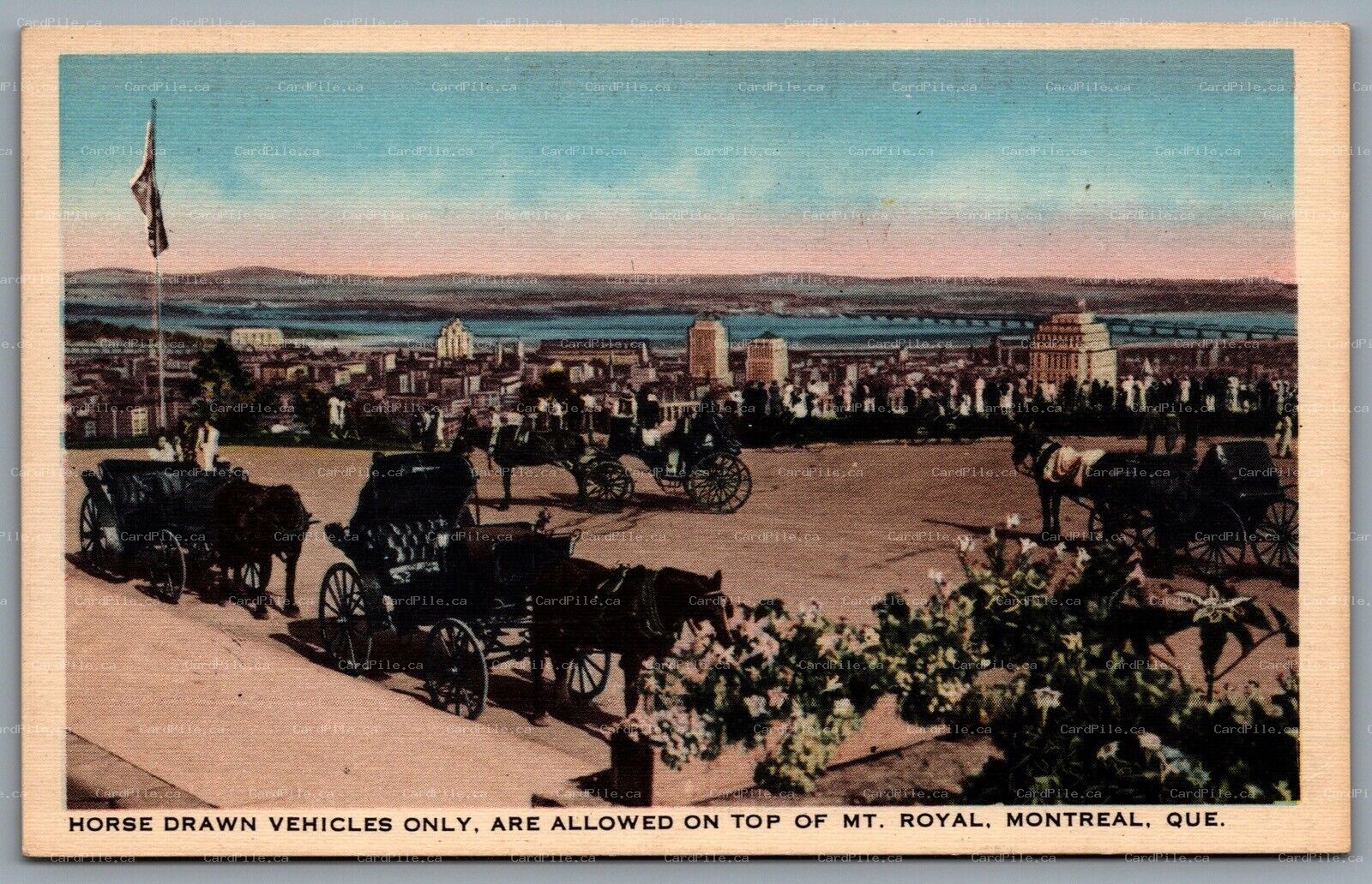 Postcard Montreal Quebec c1930s Horse Drawn Vehicles Only Mount Royal Buggies