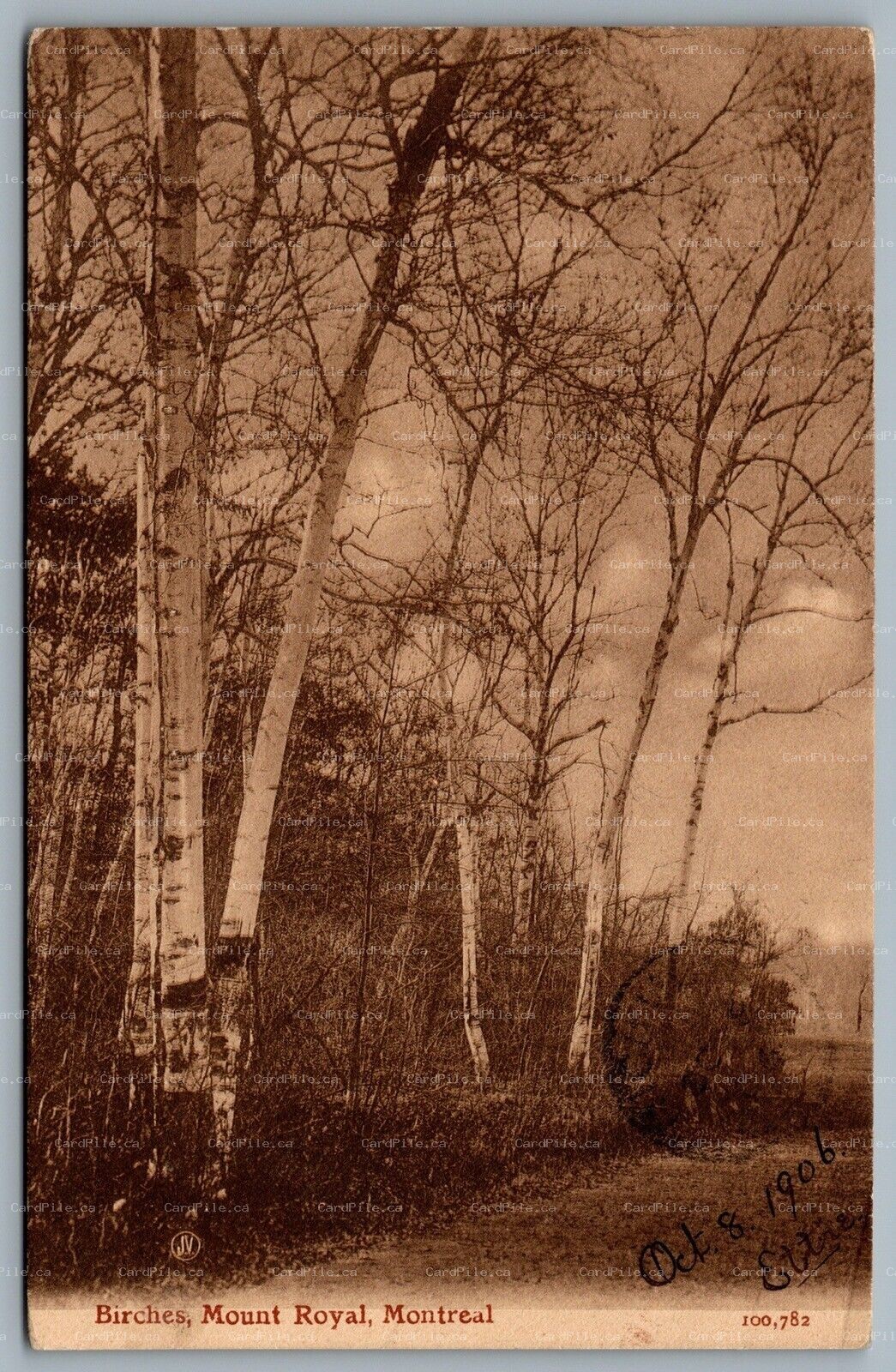 Postcard Montreal Quebec c1906 Birches Mount Royal Birch Trees Sepia CDS Cancels